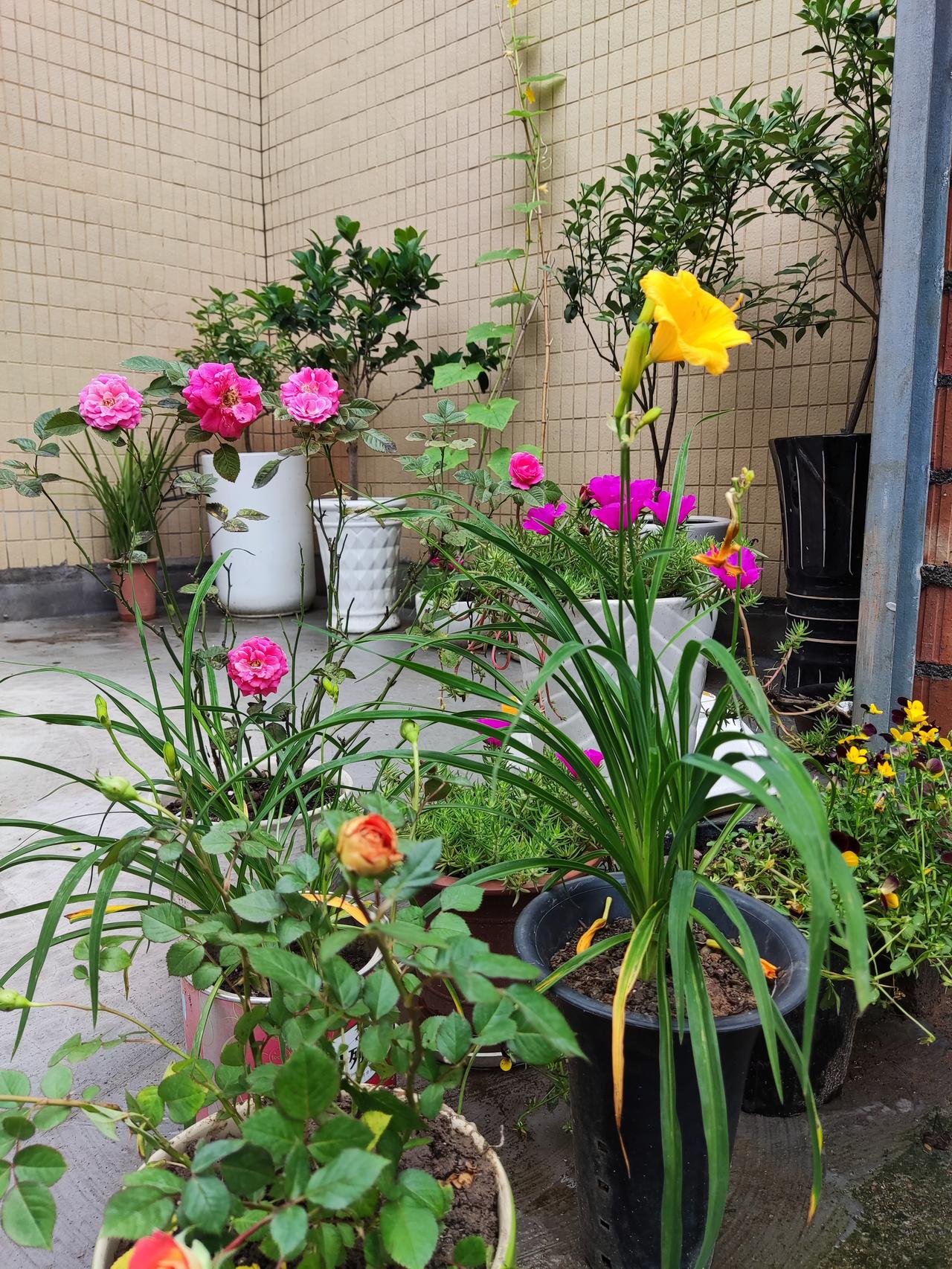 俞敏洪称：我很羡慕那些60后背着包踏上旅途，持续旅行、学习与探索的人。虽说我也