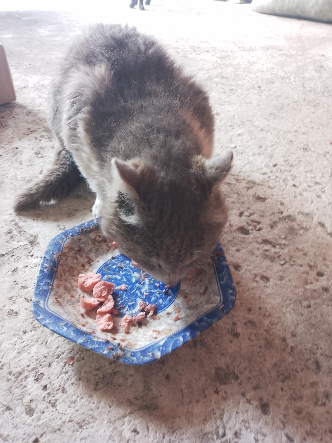 看到漂亮的流浪猫真的会忍不住心疼。我也有过类似经历，之前小区里有只超可爱的橘猫，