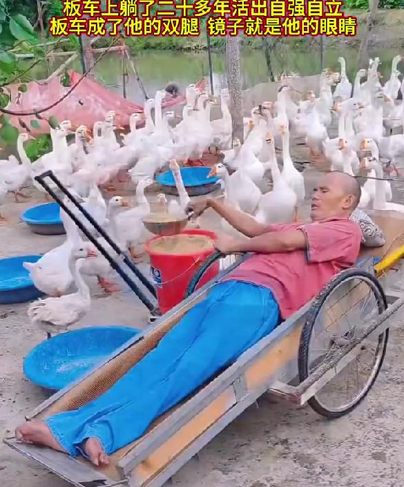 47岁河南男子瘫痪30年，自制板车为腿，养鹅创业年入过万活成标杆刷到河南男子戚