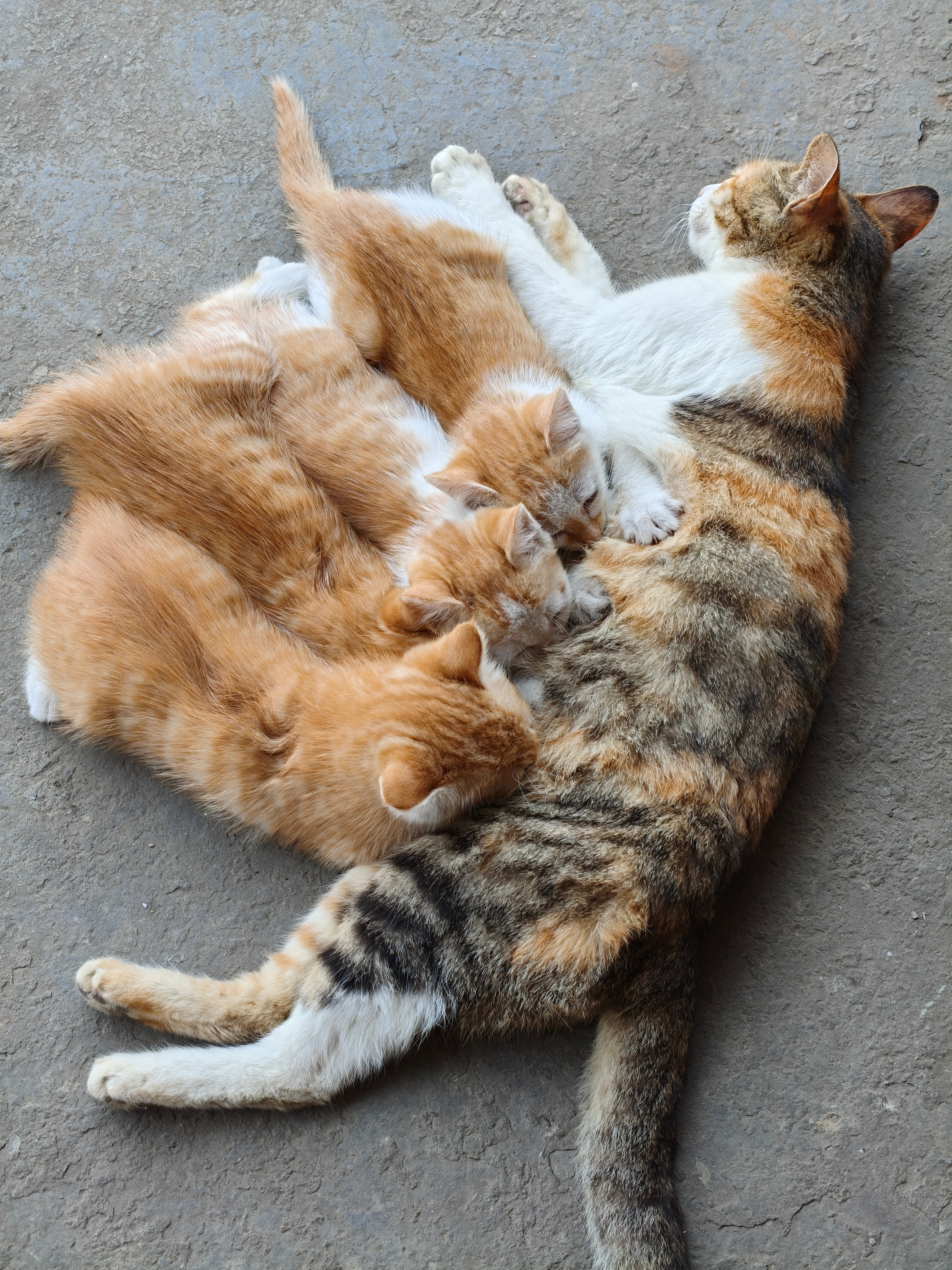 撸猫修仙法力无边我要同时撸四只小猫猫……昭通·威信