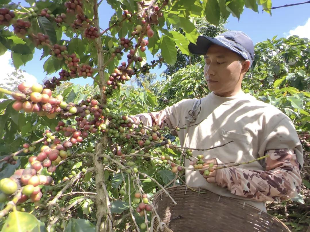 果树种植新࿆鲜࿆采࿆摘