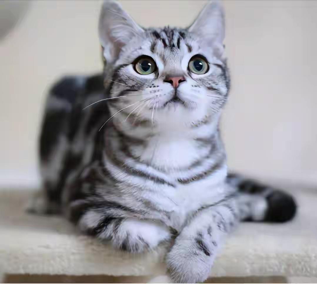 中国人为啥不吃猫肉？李时珍早把话说透，古人试错后集体放弃！中国人的餐桌向来