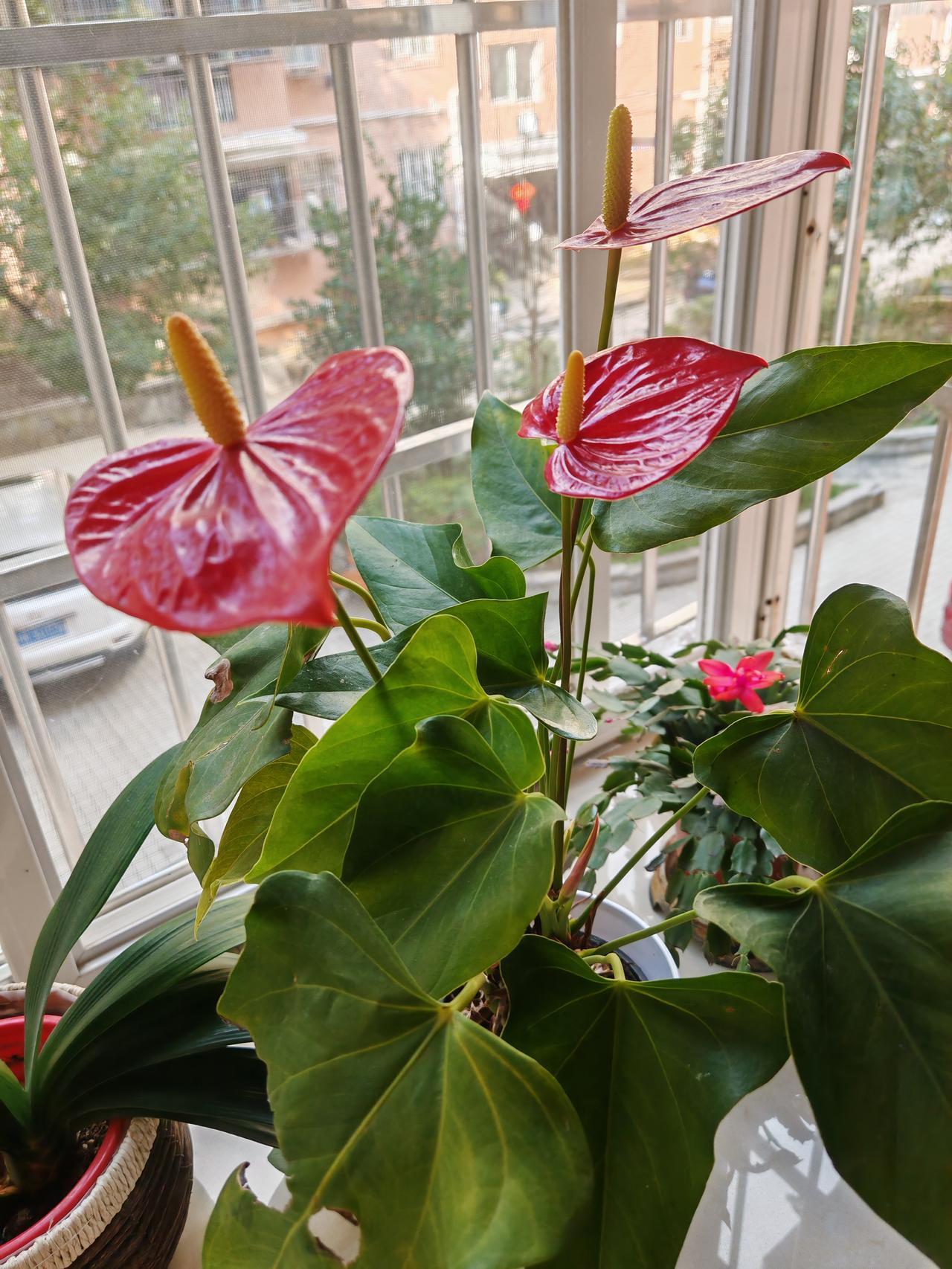 你们觉得这些花花还好吗？鸿运当头！花开富贵来！