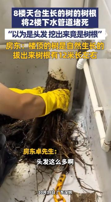 10月18日，广东深圳，一房东发现2楼的下水管道被堵死，本以为是头发堵得，谁知挖