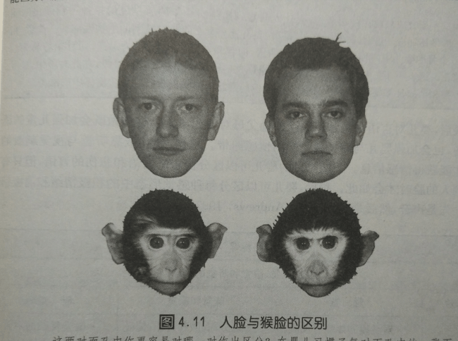 家庭教育系列讲座 15 为什么婴儿能区分猴脸 成人却不能 简版