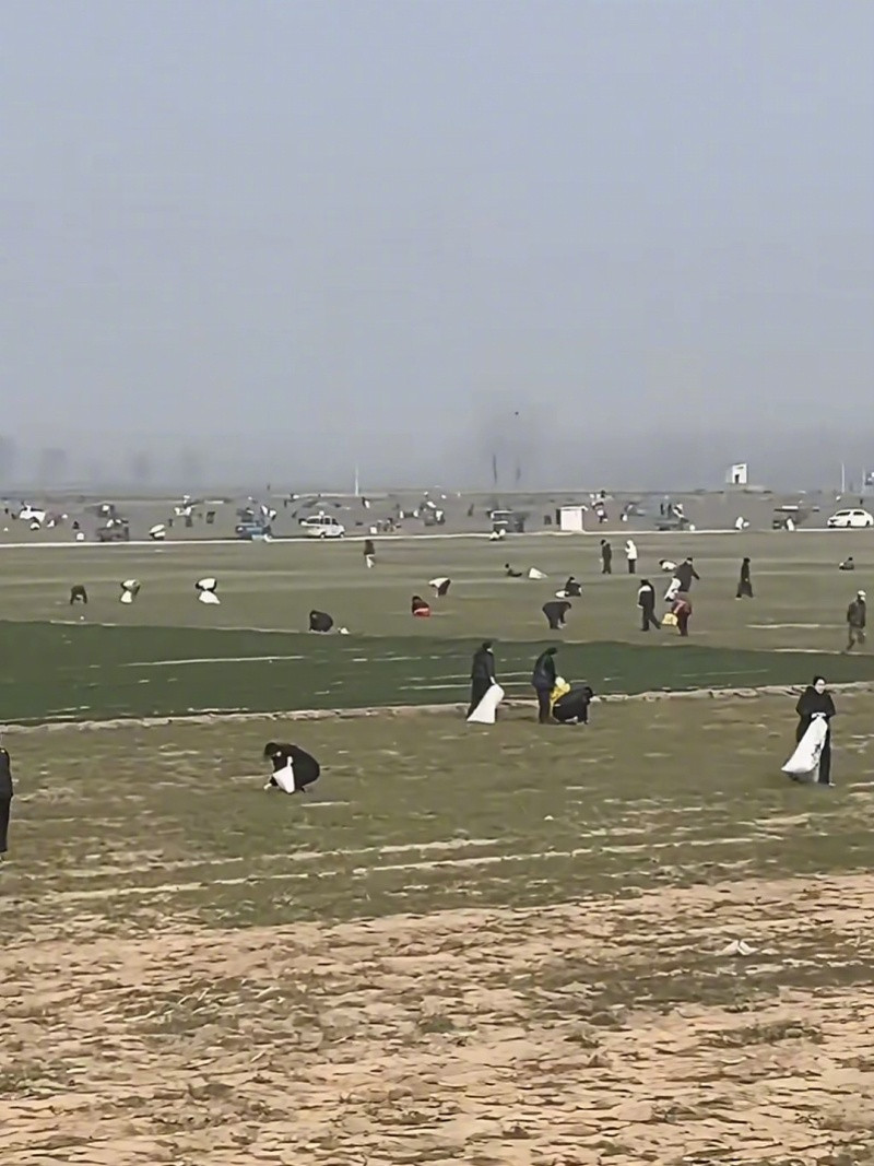 #菜地免费挖野菜谣言散布者被拘#【河南安阳“菜地可免费挖野菜”谣言散布者被拘留！