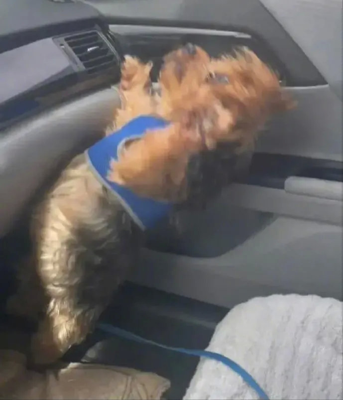 这主人开车也太不靠谱了吧！