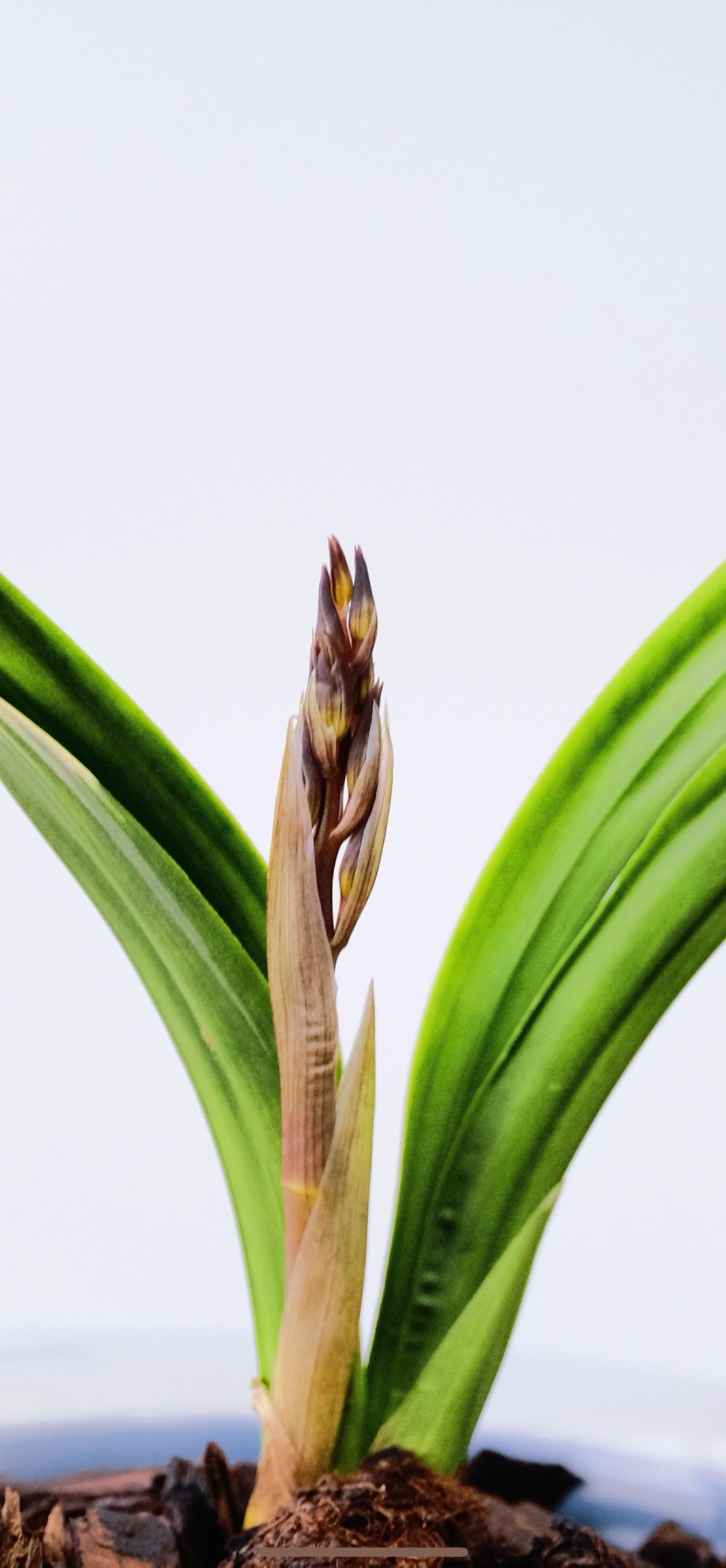 莲瓣兰心心形印！你知道一个三角形有几个心吗？重心、垂心、内心、外心、旁心。你知道