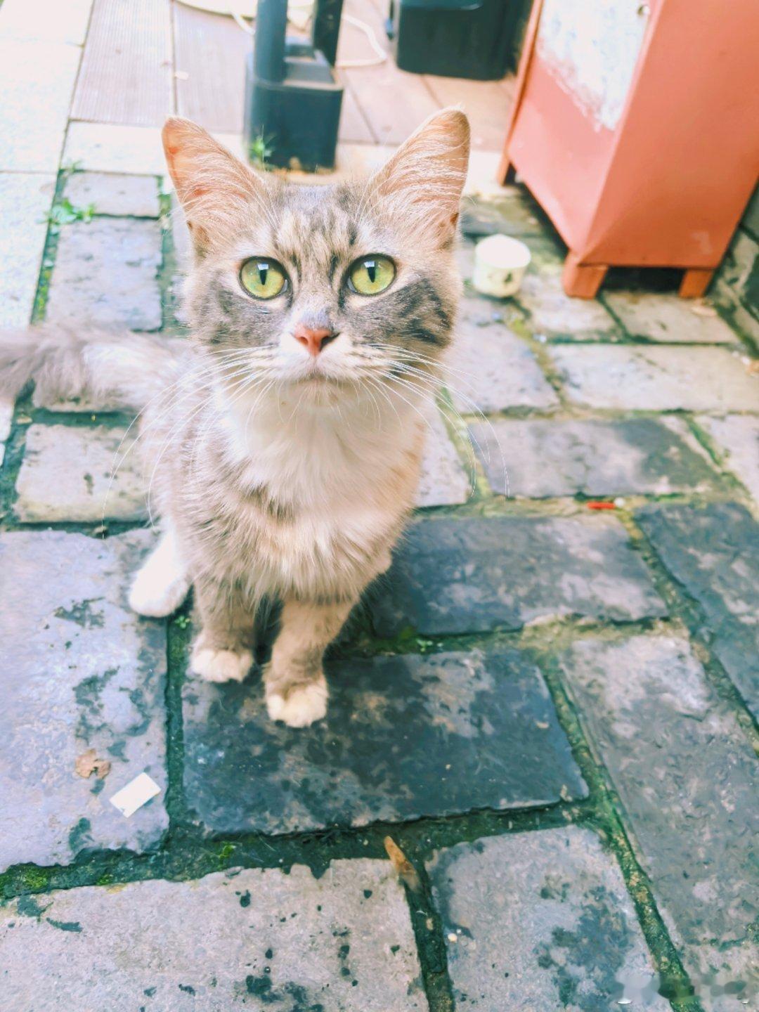 拥有宝石般漂亮眼睛的小猫🐱自己叼着一根比它腿还长的大骨头🦴走过被店员夺走了，