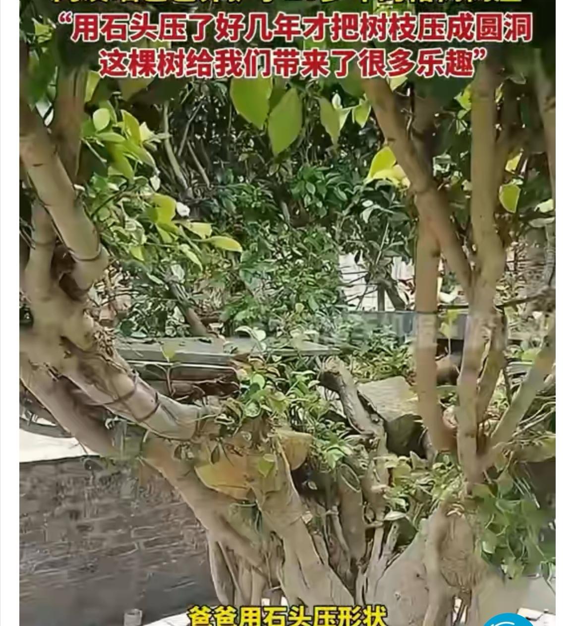 福建这位爸爸花二十多年把榕树改成童话树屋，用石头压树枝好几年压出圆洞，小孩能在里