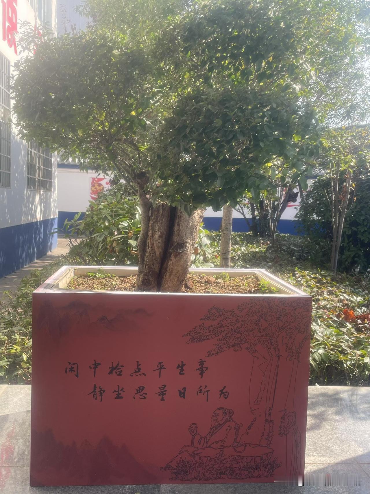 这树看着像是无刺枸骨，叶子油亮还四季常绿，听说秋天会结小红果，还挺讨喜的~你看这