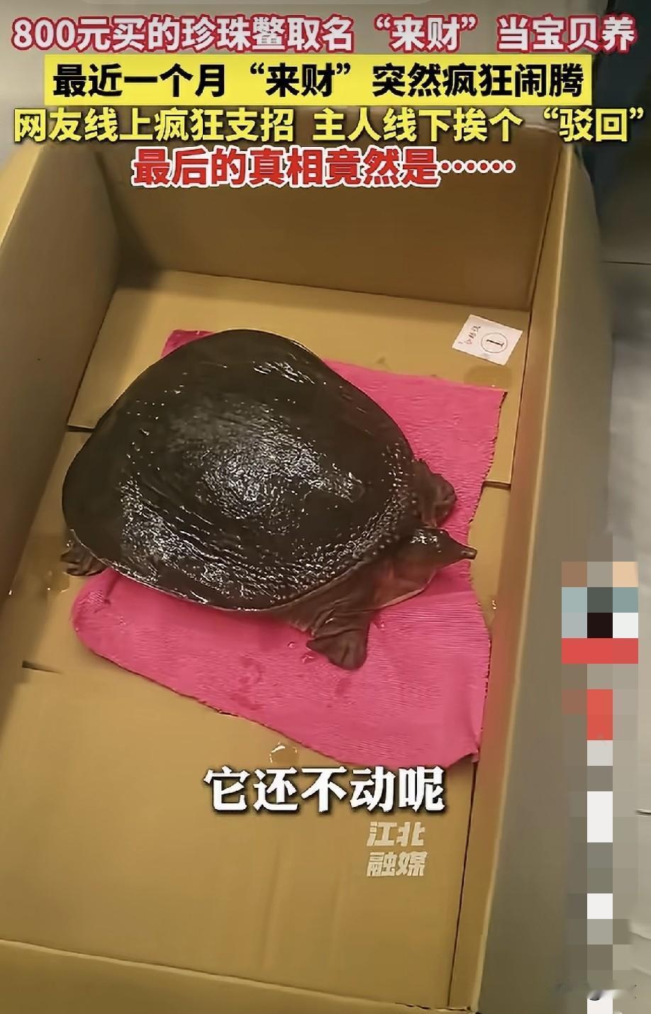 去年9月，张家港的李女士在路边，看到一人用竹竿吊着一只鳖在卖，要价2000，最后