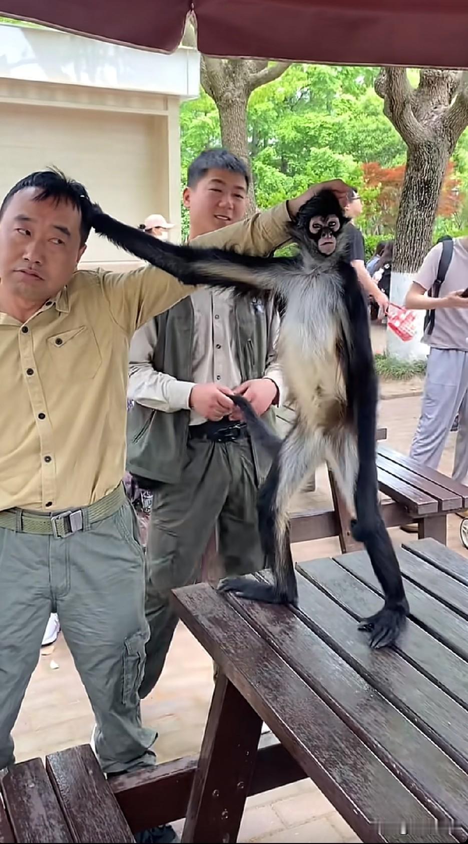 又一幅世界名画诞生！人与猴子🐒果然是同一祖先进化而来。如今还存在共同原始记忆。