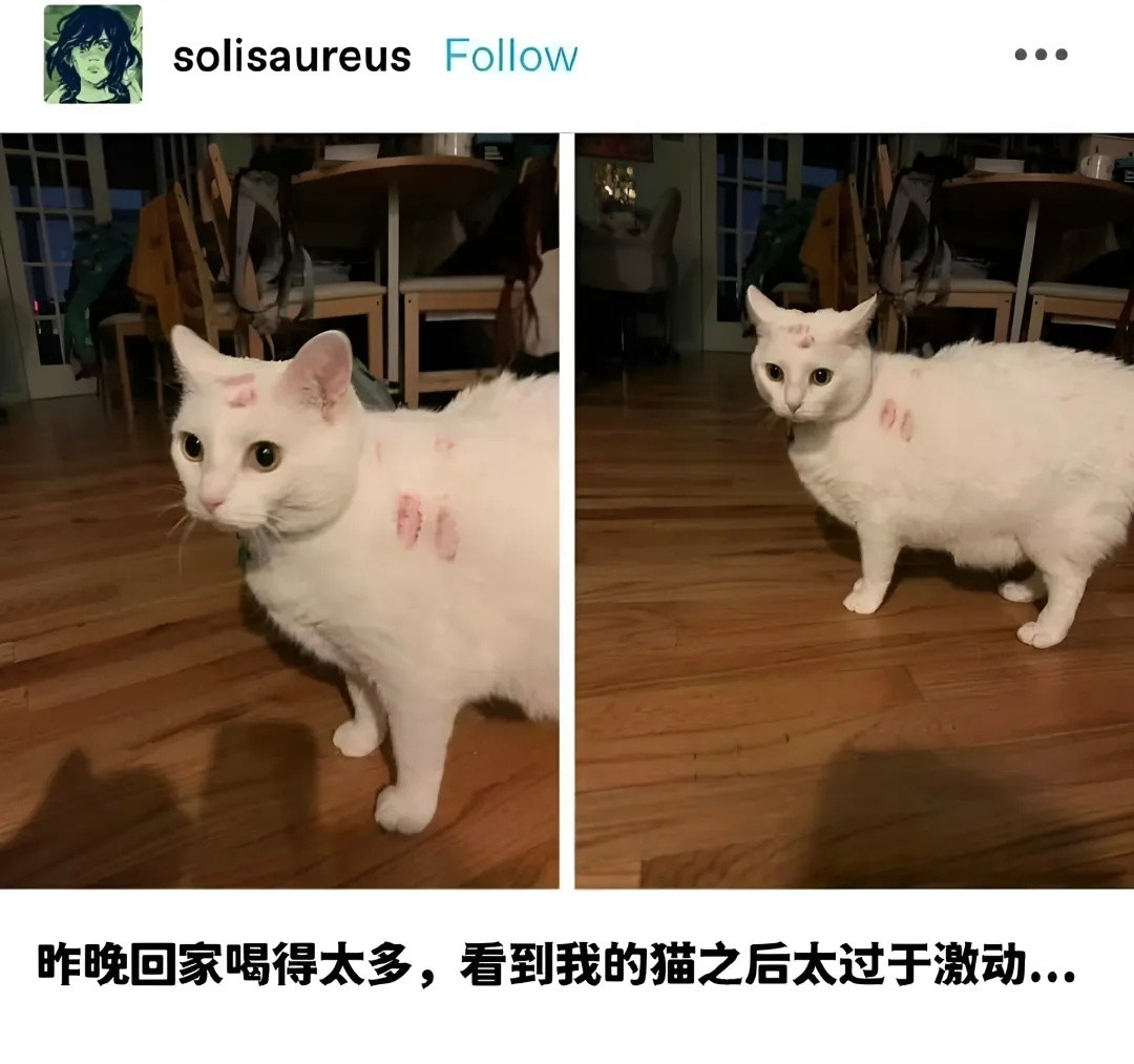 我是不会停止收集这种猫meme的​​​