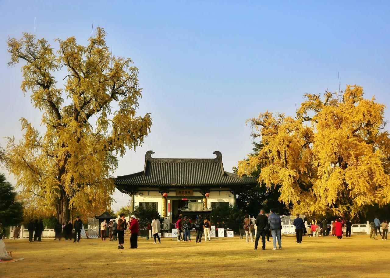 南京有好几处赏银杏的地方，玄武湖梧桐大道，毗卢寺，灵谷寺，栖霞寺，清凉山公园等等