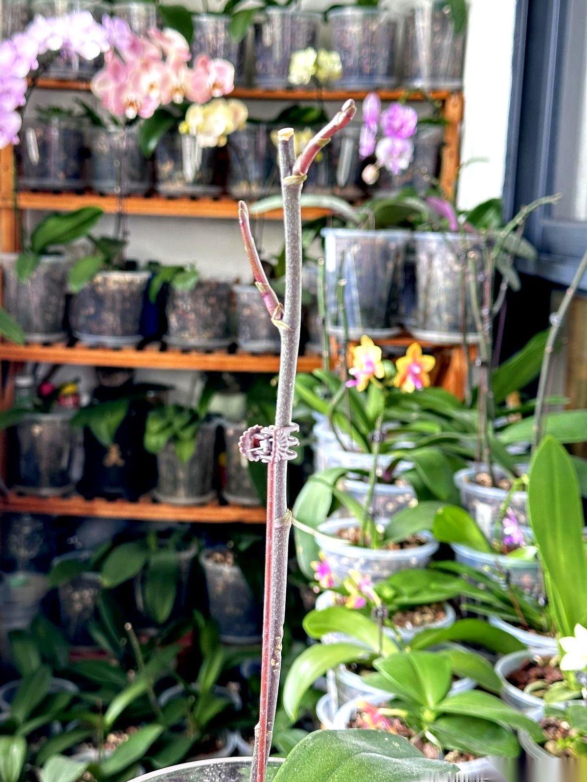 养蝴蝶兰这事儿，我劝别人都佛系一点，顺其自然。但轮到我自己，全是心机。昨天还