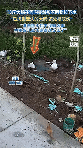 挺吓人的，河南，一男子在其家中散养了几只大鹅，但一个月前，男子发现这其中一只18