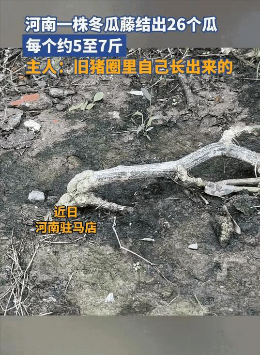 河南驻马店，一村民家里一株冬瓜藤蔓上竟结出了26个冬瓜，每个5到7斤密密麻麻拖了