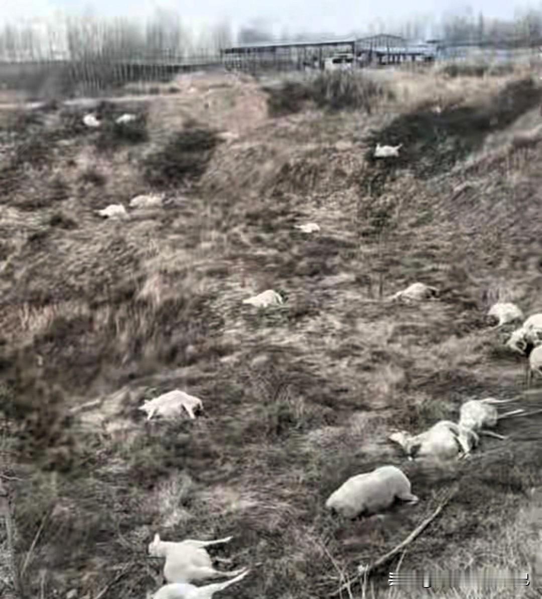 山西晋中这事儿太气人！好友投毒害死120只羊，110只都是怀孕母羊！谁能想