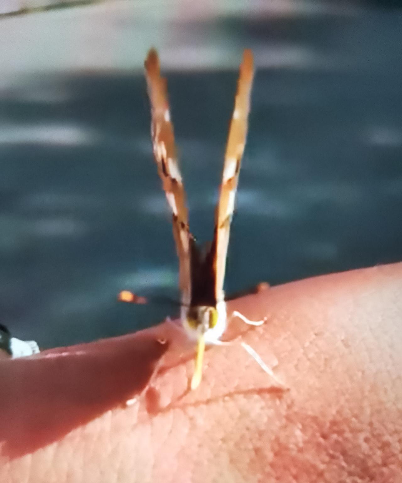 泪目，妈妈离世七天，儿子给妈妈上完坟后，突然一只蝴蝶飞在儿子手上，也不飞走，儿子