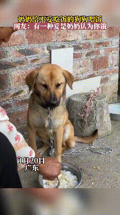 笑不活！广东奶奶喂狗比养娃还拼，这“窒息的爱”谁懂啊！谁能想到