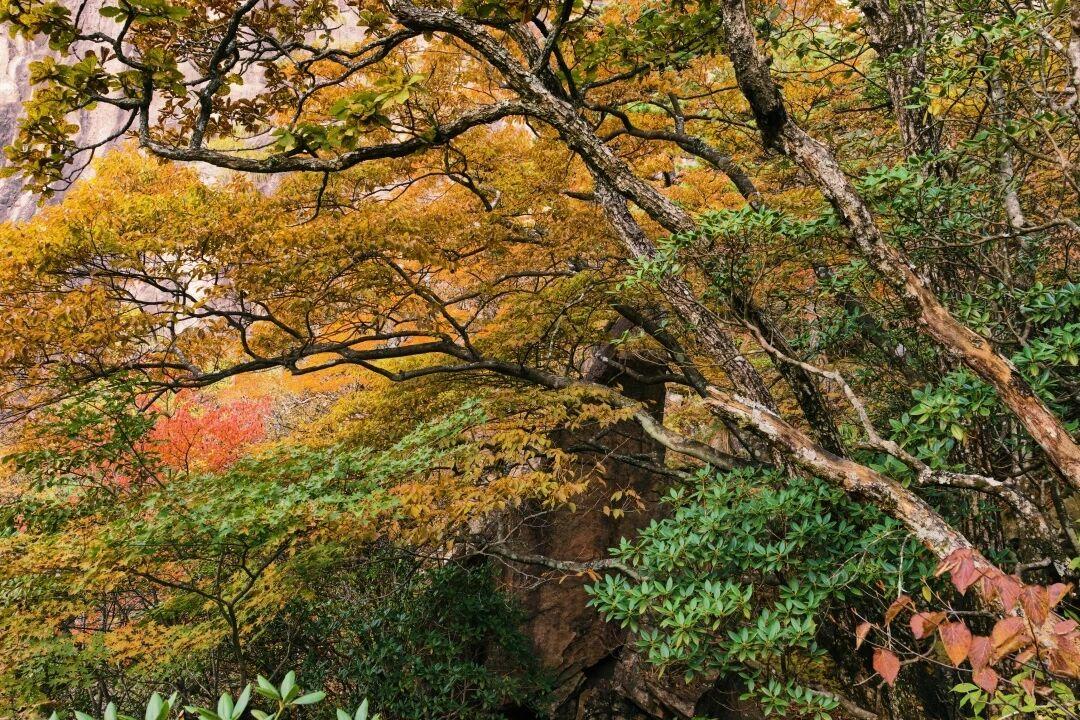 现场播报！【秋色浓度90%+】黄山漫山遍野，已然醉透，错过等明年乘着索道上山