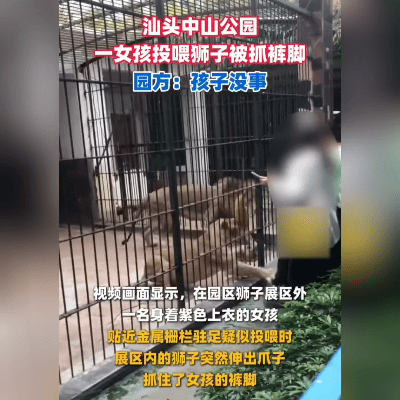 魂都吓飞了！汕头动物园这惊险一幕，看完手心全是汗——穿紫衣的小姑娘凑到狮子笼前，