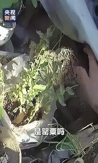 出名了，火到央视了！两个小朋友到派出所报警，说他们发现罂su了。警察叔叔很重视，