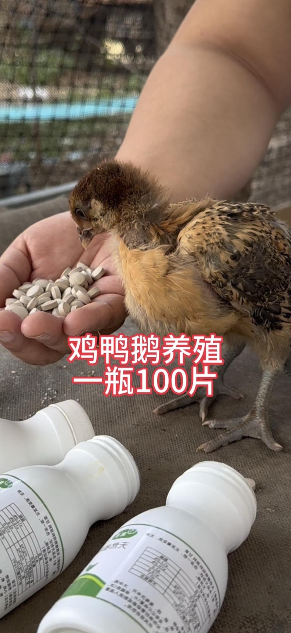 鸡鸭鹅养殖养鸡人分享养殖知识传播正能量养殖场专用
