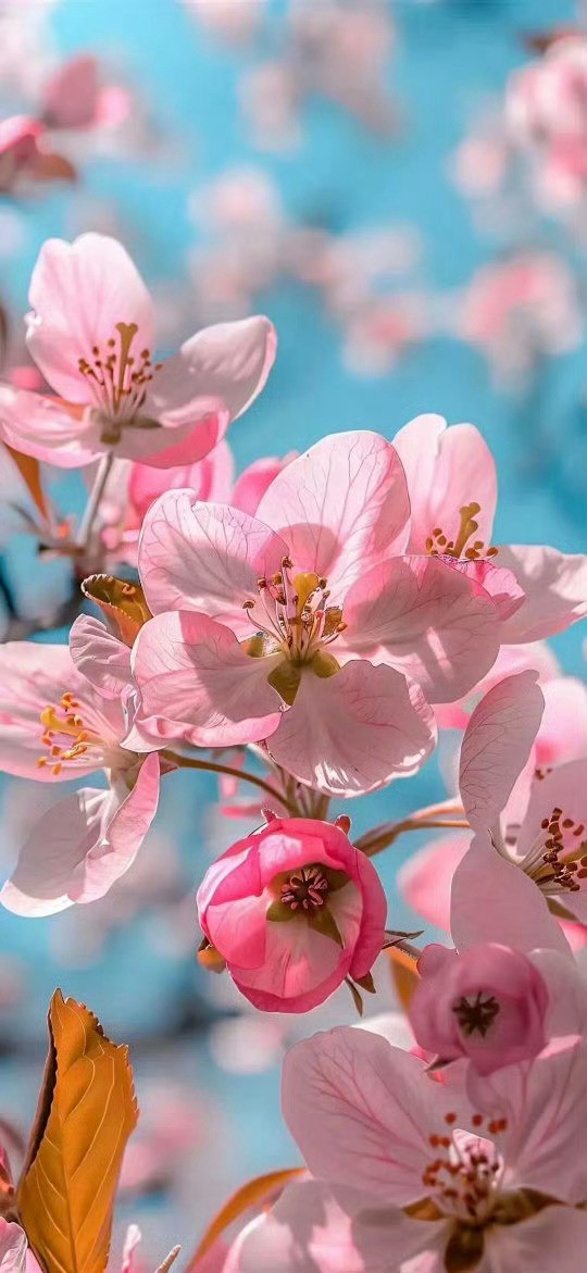 ❣️壁纸|高清无水印|存一点好看的手机壁纸.ᐟ.ᐟ