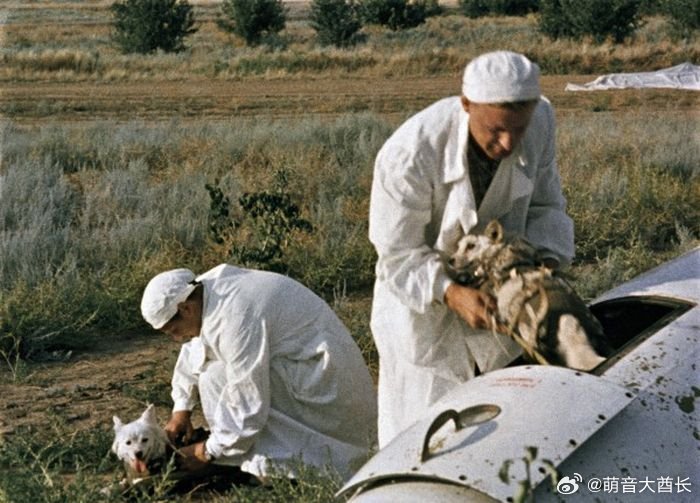 苏联科学家从太空舱中取回贝尔卡和斯特雷尔卡，时间为1960年，它们安全返回轨道后