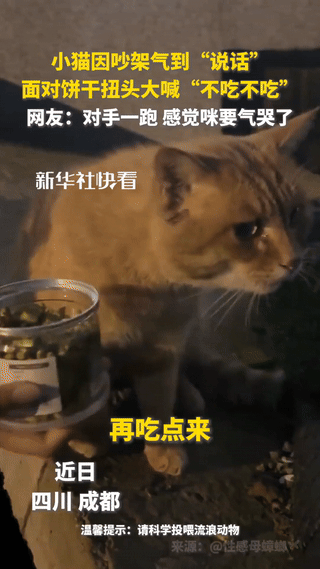 “这只小猫竟然火到央媒了！”四川成都，一博主碰见两只猫吵架，小花猫跑了后，剩下一
