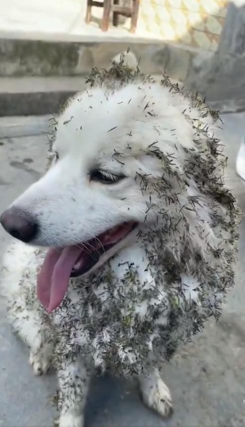 我的天哪，这可怎么办哦除了剃毛还有更好的办法吗？看它那小眼神。。。。。