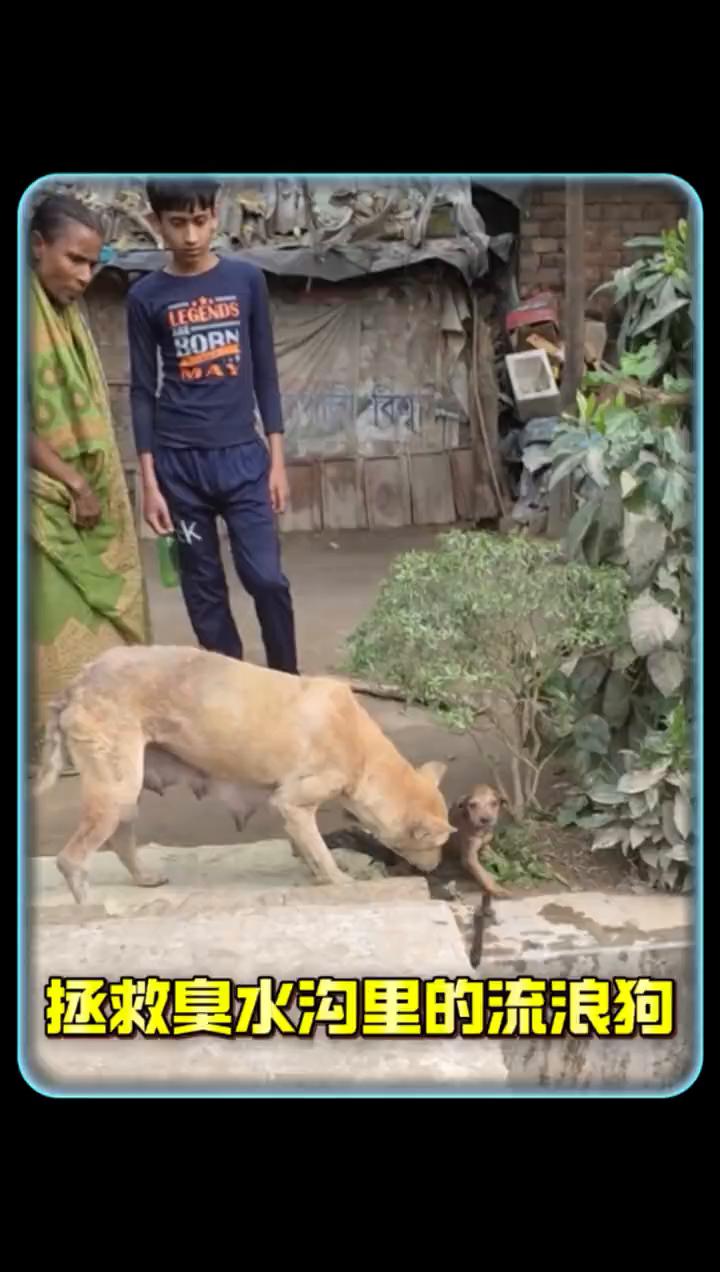拯救臭水沟里的流浪狗。一只流浪狗无助的看着眼前的臭水沟，原来它的孩子不幸掉入了