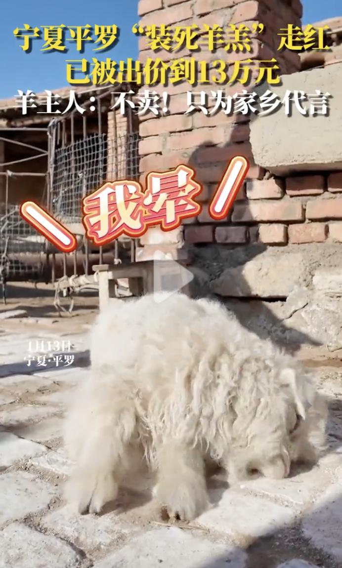 “13万也不卖！”1月13日，宁夏平罗，一只满月不久的小羊羔火了，这只小羊见到成