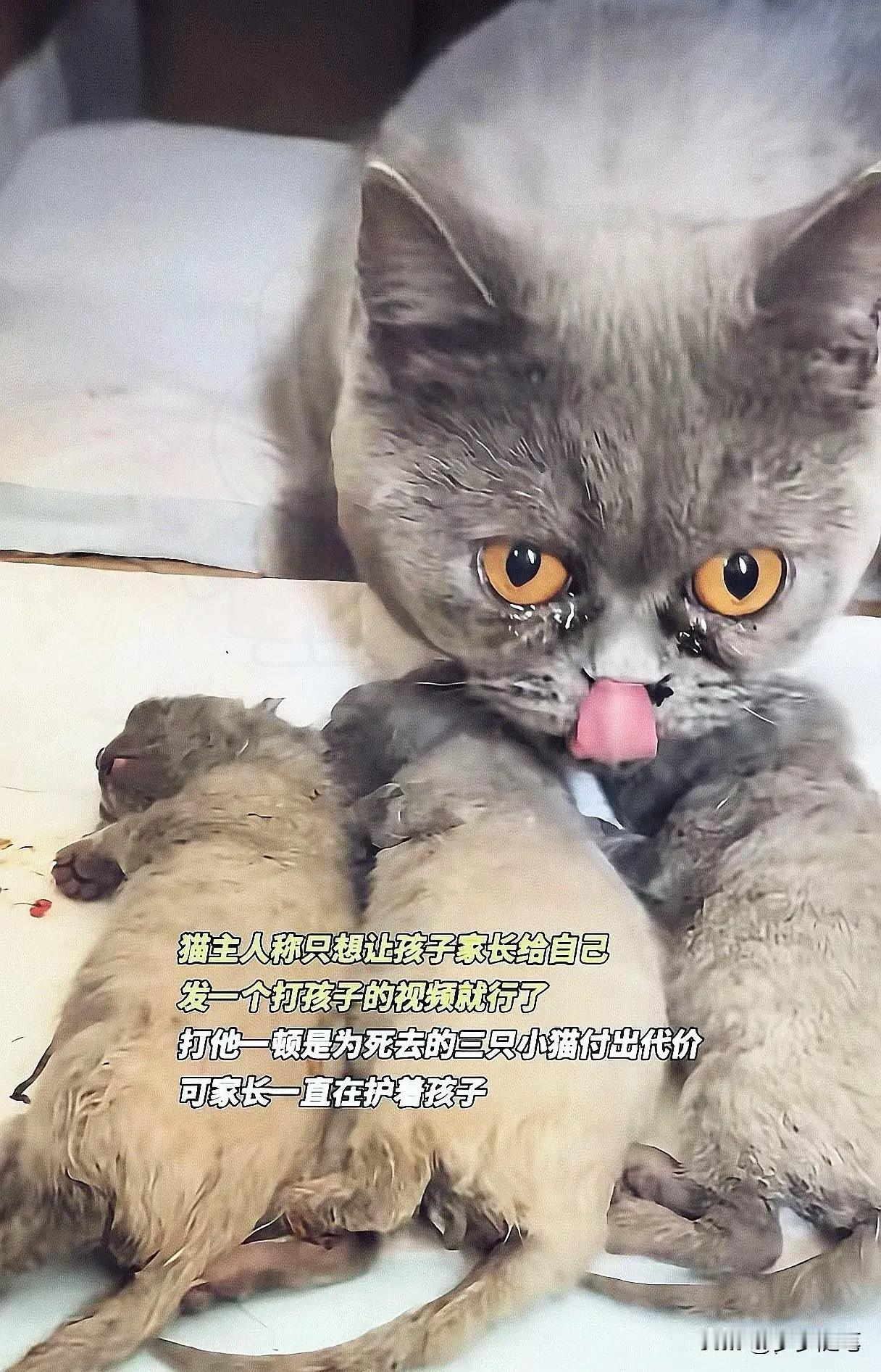 真相被查出来了真是没想到原来摔s小猫的6岁男孩是女子的外甥事后轻飘飘一
