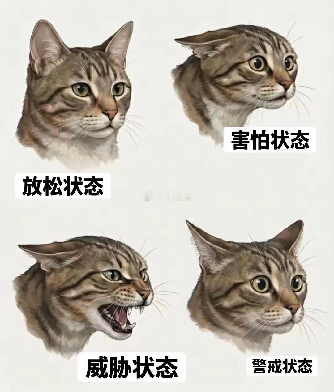 猫咪的各种形态