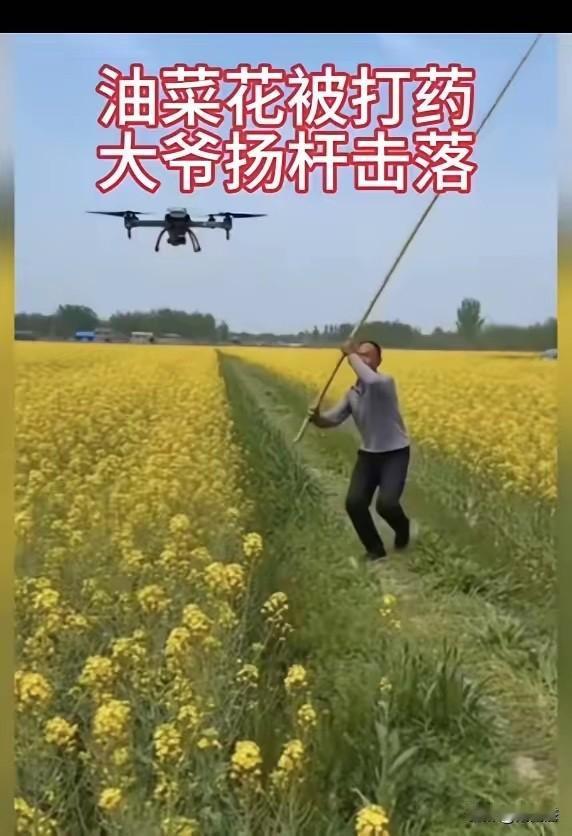 大爷才不惯着，说打就打，大爷的立场：他种了一辈子油菜，祖祖辈辈的经验里，油菜花开