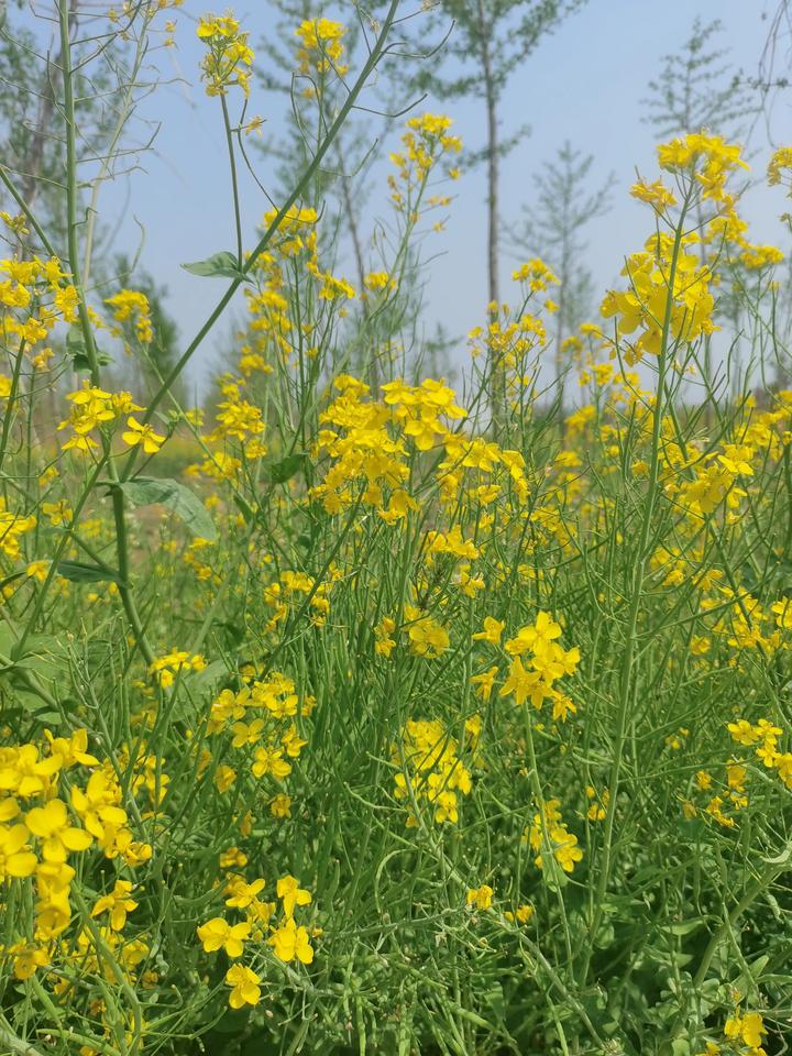 路边的油菜花