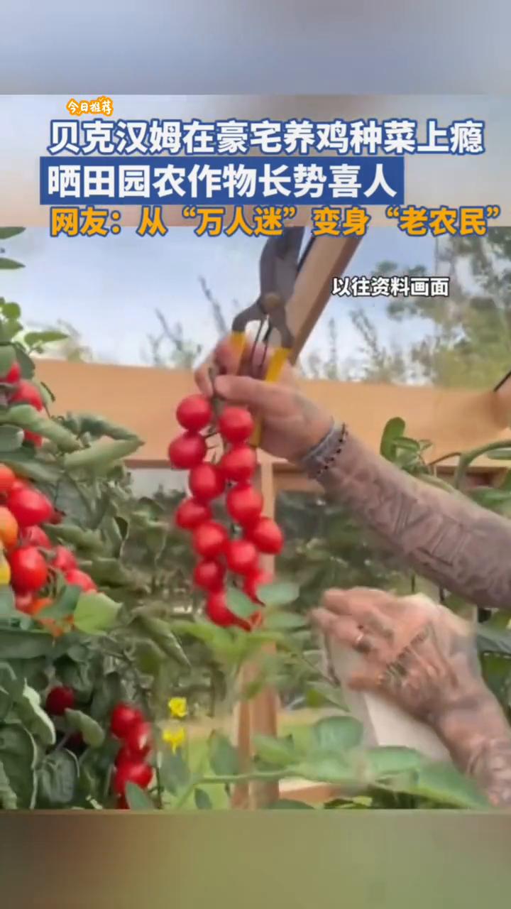 今日推荐：贝克汉姆在豪宅养鸡种菜上瘾，晒田园农作物长势喜人。网友：从"万人迷"