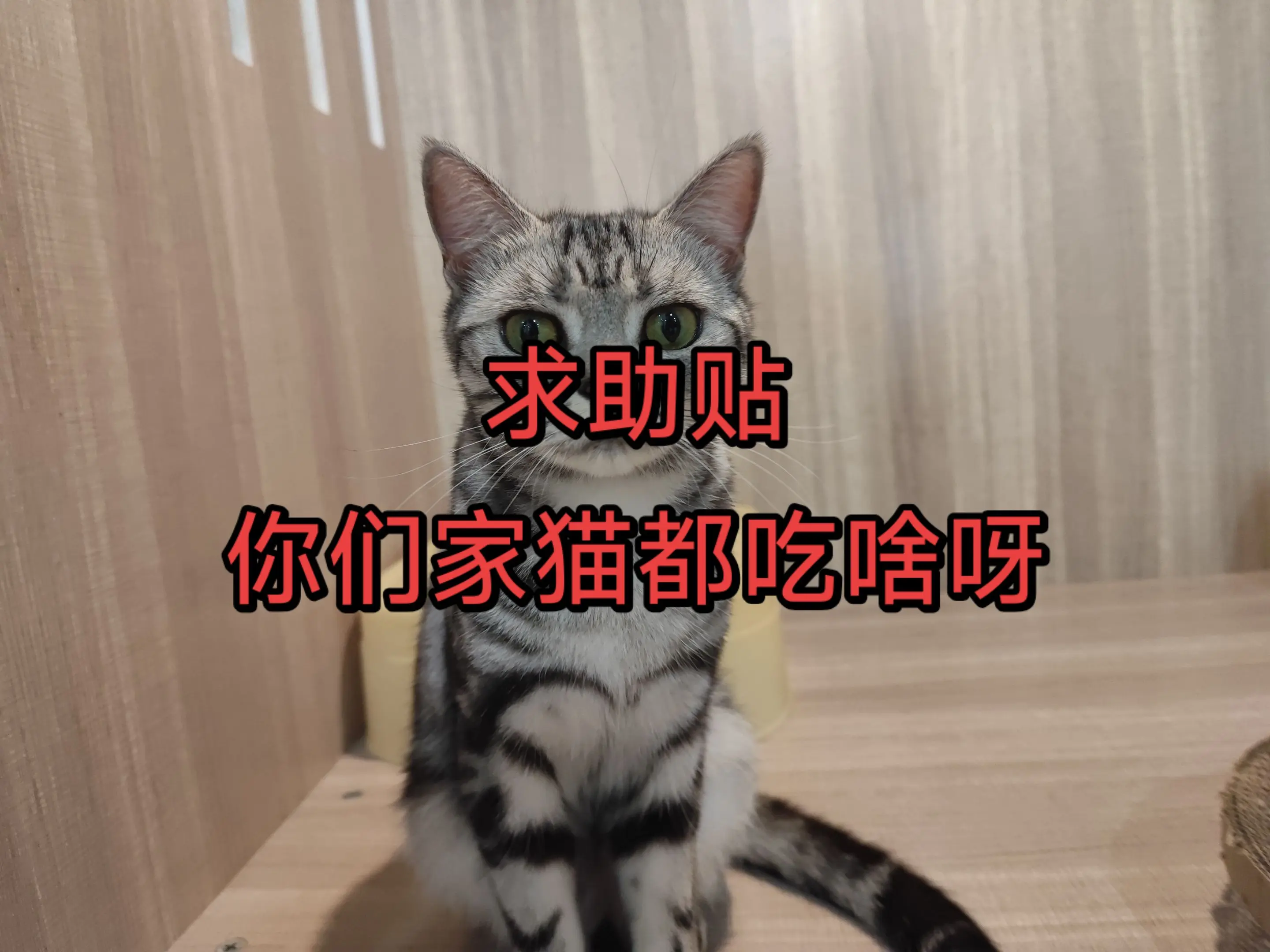 求助贴，友友们，你们家猫都吃啥？天天跟上供似的，都不吃。图片里是猫粮...