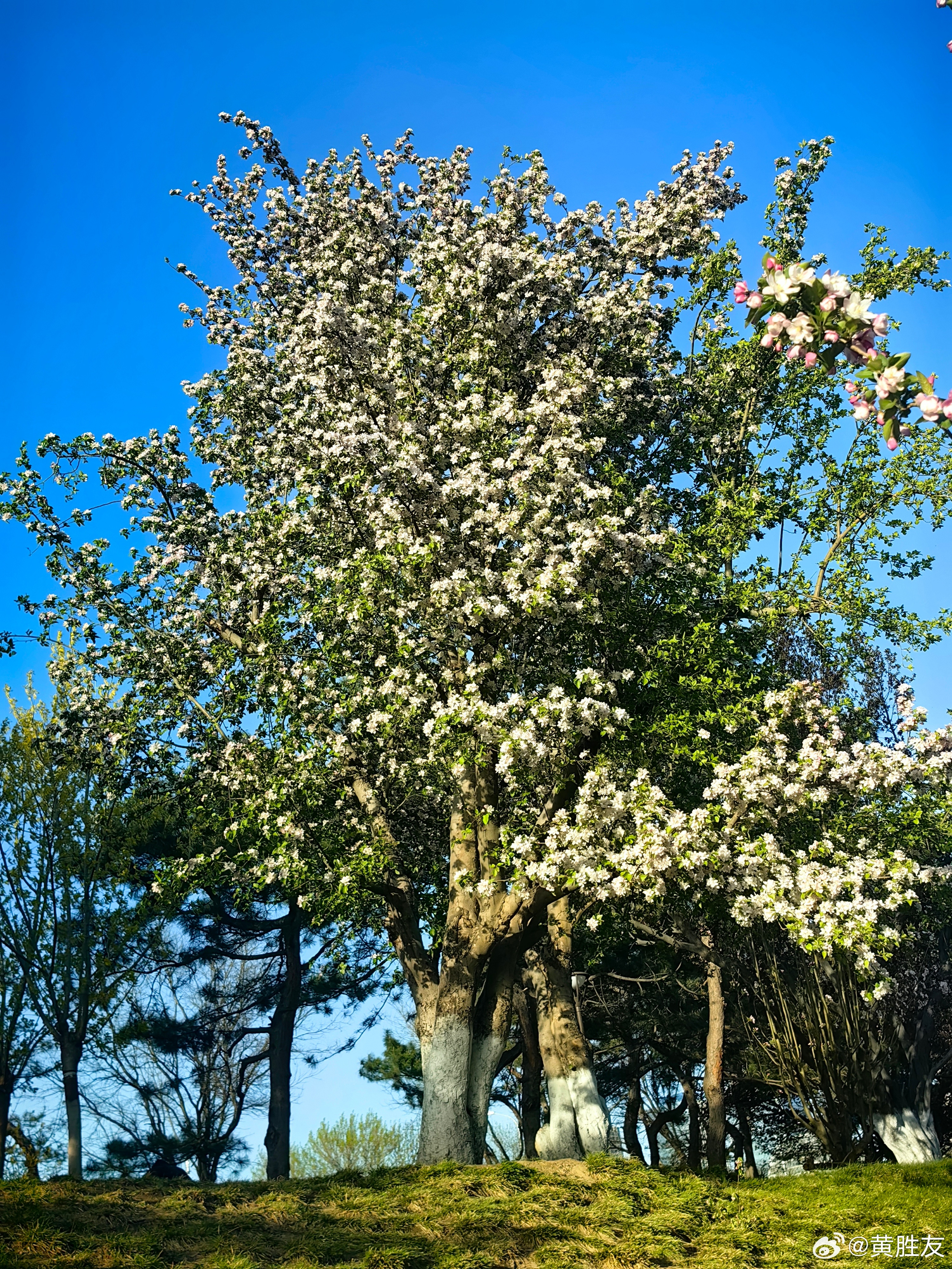 赏花踏青特色主题专列来了那也不用去，北京的海棠花溪是最好的赏花踏青好去处，全程免