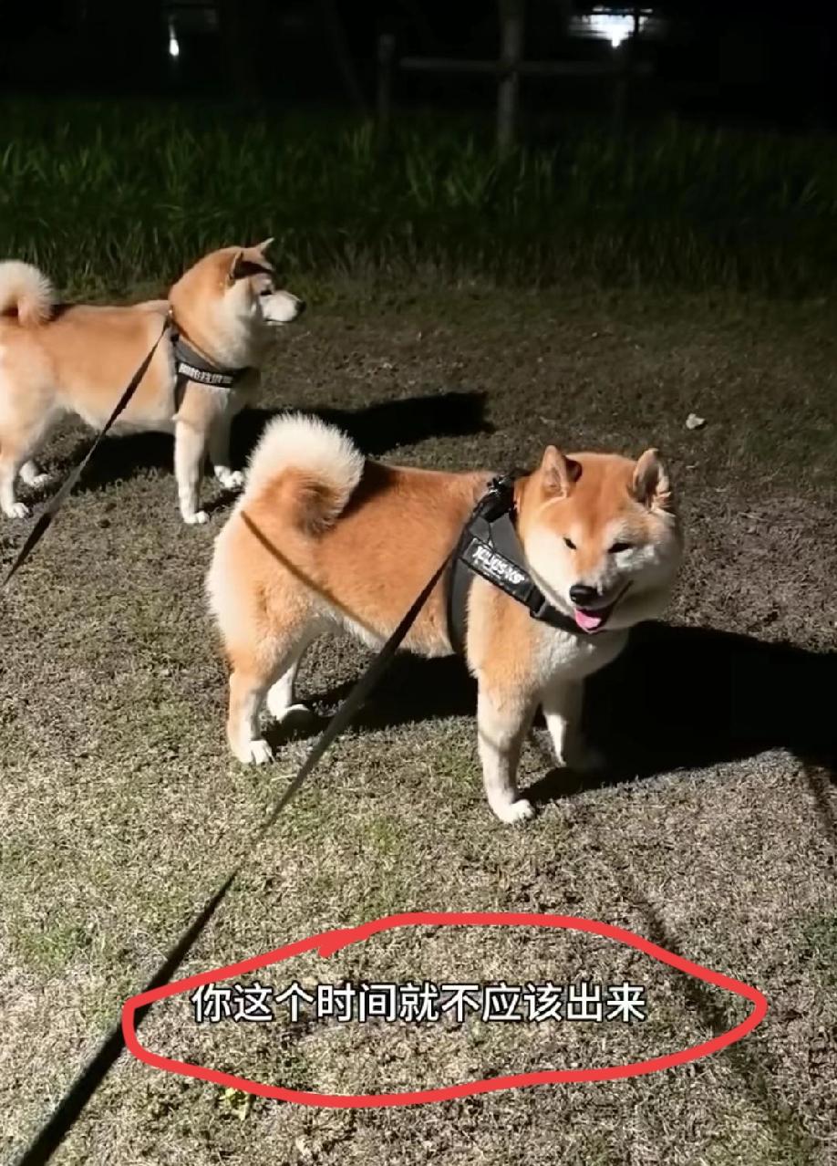 浙江。女子发视频吐槽:大晚上10点香带着两条爱犬去楼下溜达一下，没想到刚出门就遭