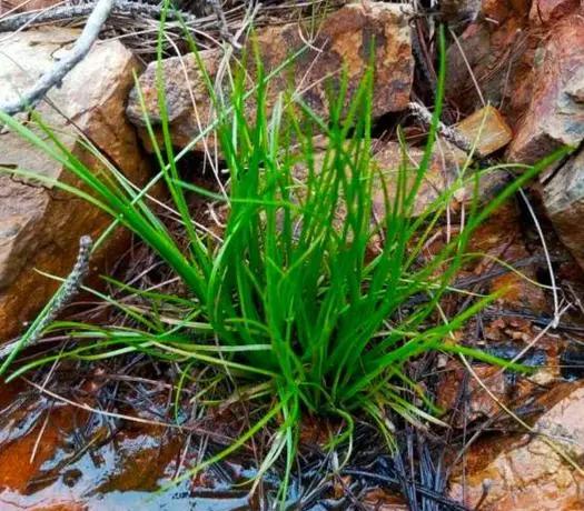 30年前，武汉大学研究团队普查时，在新安江畔一个洼地，发现一片韭菜很特别，经研究