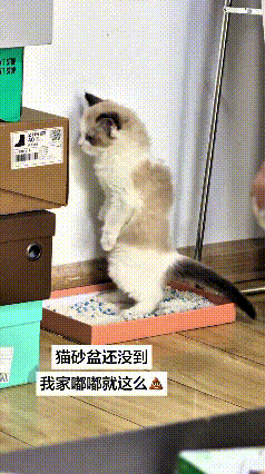 瞅瞅俺家这小奶猫，猫砂盆还没邮到家，就乖乖站着解决大小便。小家伙后腿直直撑着身子