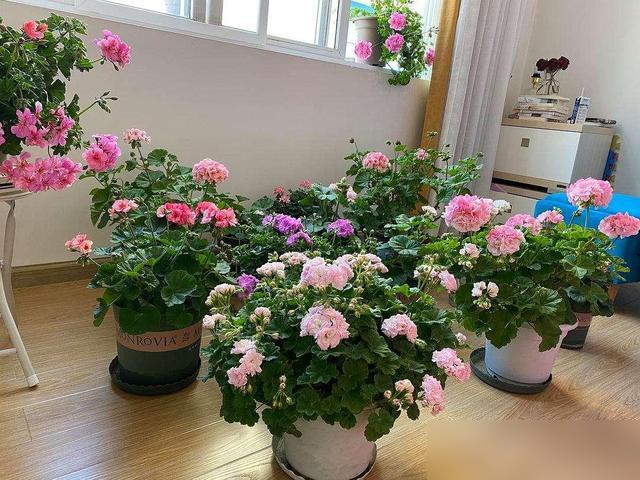 天凉得我都穿外套了！十月一连续下几天雨，温度稳在25度左右，养花的朋友赶紧动起来