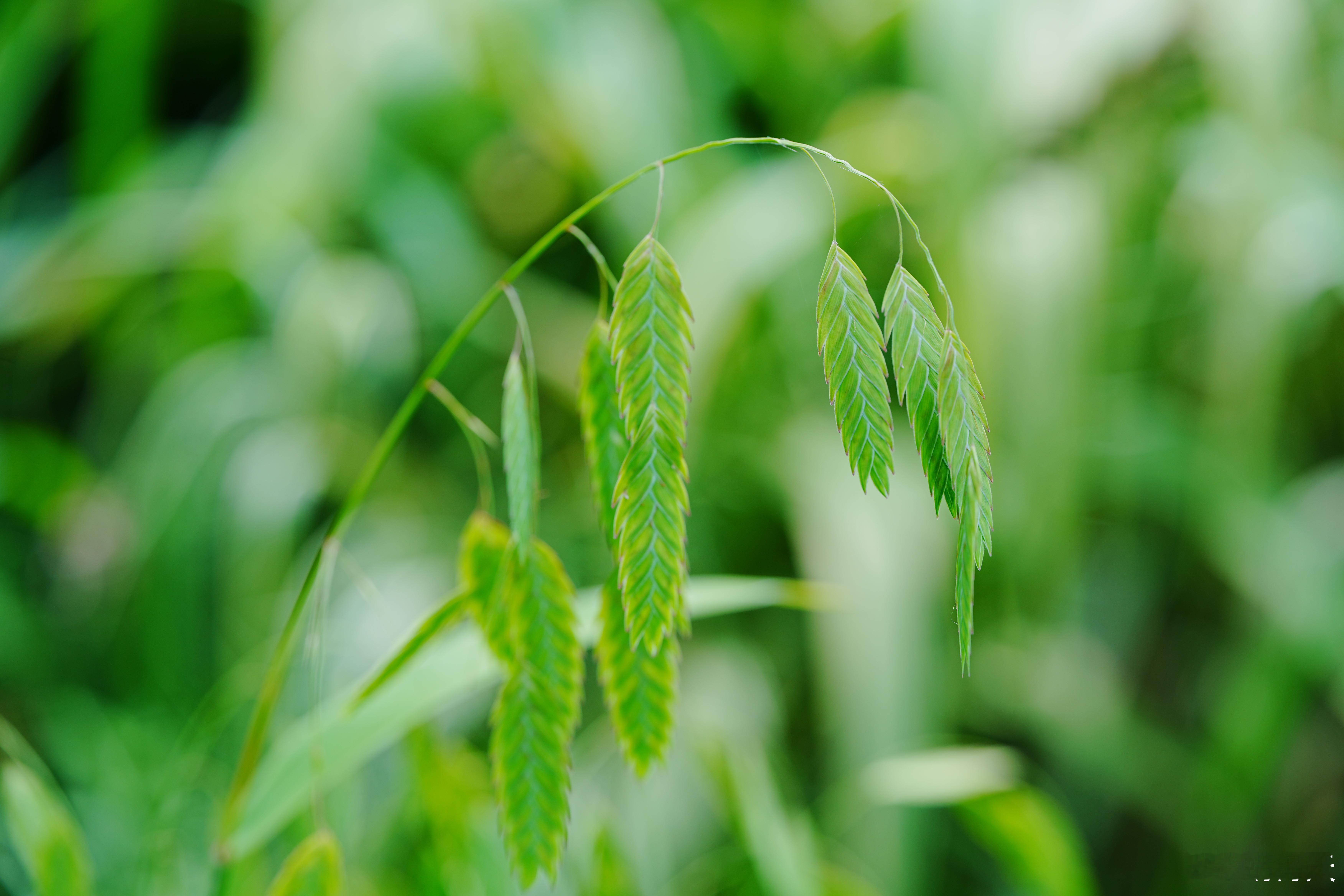 凌风草是禾本科一年生或多年生草本，植株细弱，圆锥花序，广布且喜阴湿，具生态、饲用