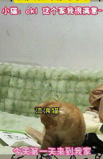 特别的缘分！一流浪猫被小姐姐收养，第一次来到家中时，在沙发上不停的踩奶，猫咪：O