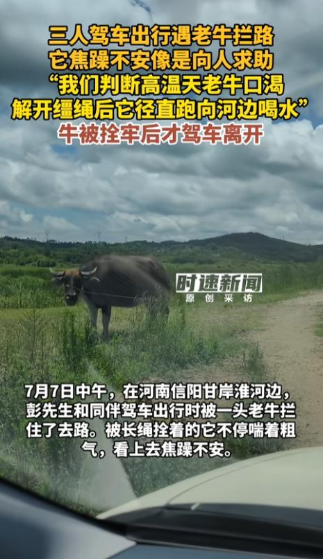 “水牛得拴水边啊！”7月7日，河南信阳，一男子和朋友开车从河边路上经过，一头老牛