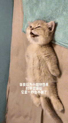 看完这段视频直接把我逗乐了。大热天小猫躺在床上大口哈气，呼吸急促，看着一副难受难